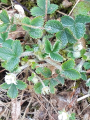 Potentilla sterilis