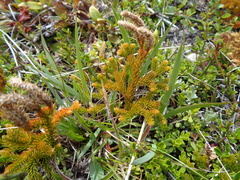 Austrolycopodium alboffii