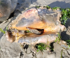 Lambis truncata sebae