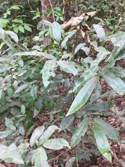 Synsepalum brevipes