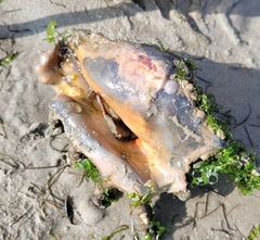 Lambis truncata sebae