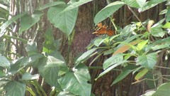 Heliconius ismenius