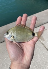 Diplodus holbrookii