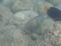 Acanthurus leucocheilus