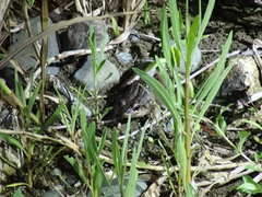Leptodactylus fragilis