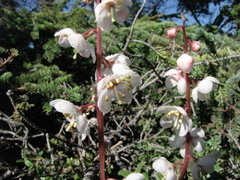 Pyrola grandiflora