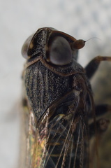 Melanoliarus maidis