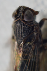 Melanoliarus maidis