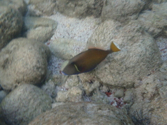 Sufflamen albicaudatum