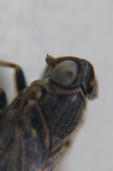 Melanoliarus maidis
