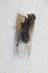 Melanoliarus maidis