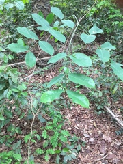 Crudia senegalensis