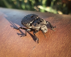 Scotobius pilularius