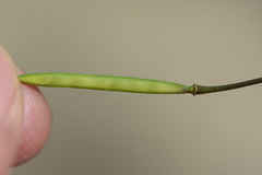 Cardamine pachystigma