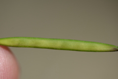 Cardamine pachystigma