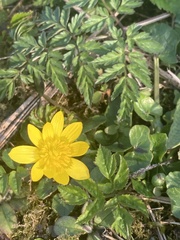 Ficaria verna