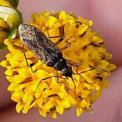 Ligyrocoris litigiosus