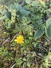 Ficaria verna