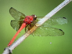 Rhodopygia cardinalis