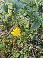 Ficaria verna