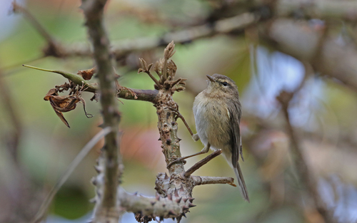 Mosquitero canario (Phylloscopus canariensis)