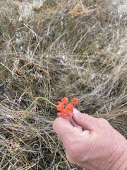 Asclepias lanceolata image