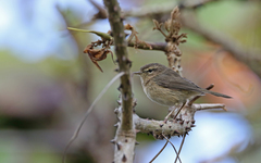 Phylloscopus canariensis