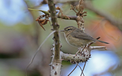 Phylloscopus canariensis