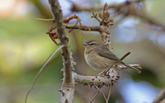 Phylloscopus canariensis