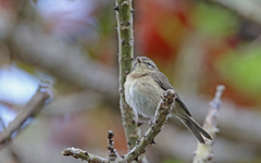 Phylloscopus canariensis