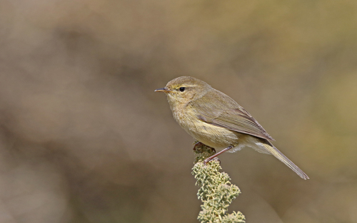 Canary Islands Chiffchaff
