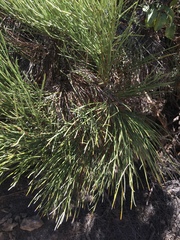 Ephedra chilensis