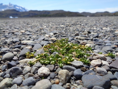 Arenaria serpens
