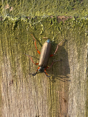 Lytta aenea