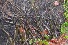 Passerella iliaca