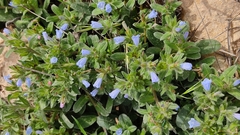 Echium parviflorum
