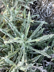 Pseudognaphalium leucocephalum