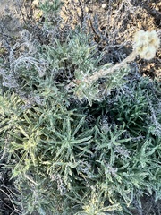 Pseudognaphalium leucocephalum