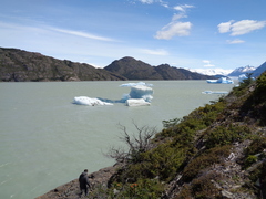 Maytenus magellanica