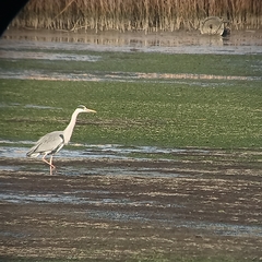 Ardea cinerea