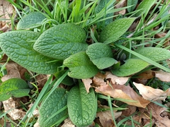 Symphytum tuberosum