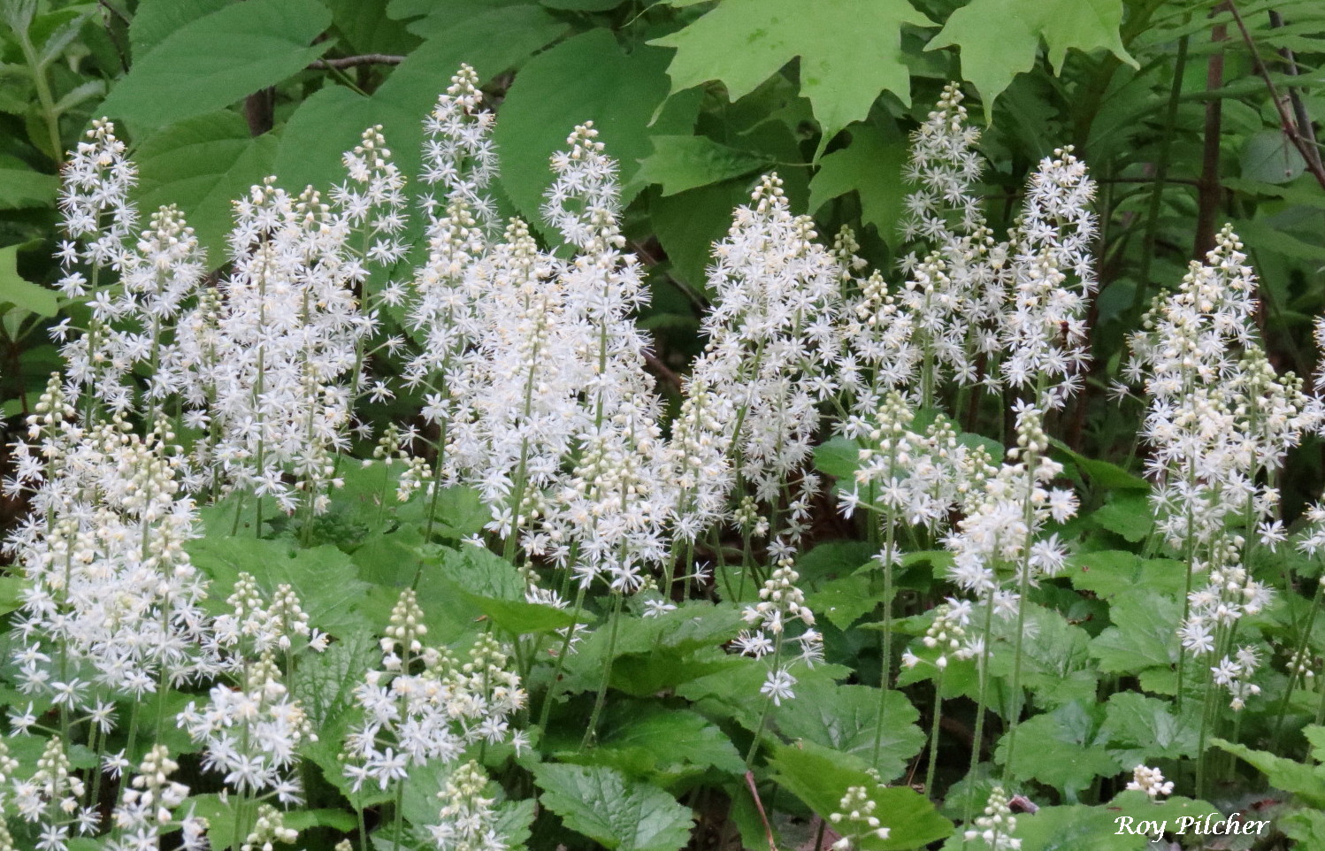 Tiarella cordifolia #1 (Foam Flower) - Scioto Gardens Nursery