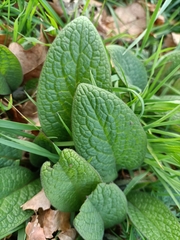 Symphytum tuberosum