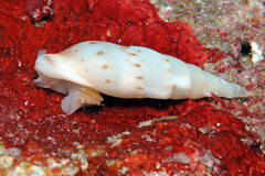 Colubraria nitidula