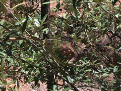 Masticophis bilineatus