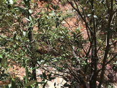 Masticophis bilineatus