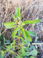 Croton glandulosus septentrionalis
