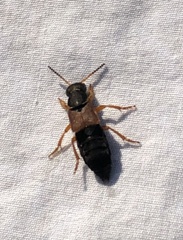 Staphylinus erythropterus