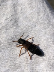 Staphylinus erythropterus