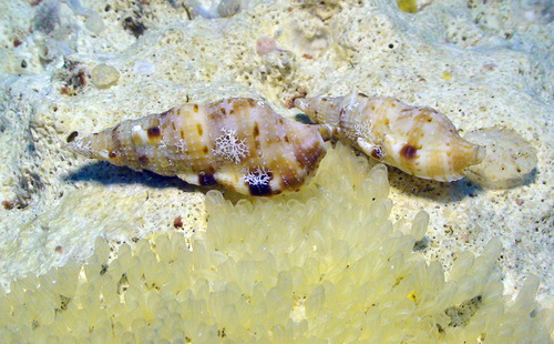 Colubraria obscura observed 2012-01-22
